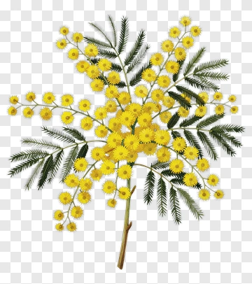 Mimosa Flower Bouquet PNG
