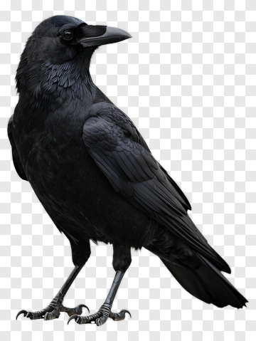 Black Raven Standing PNG