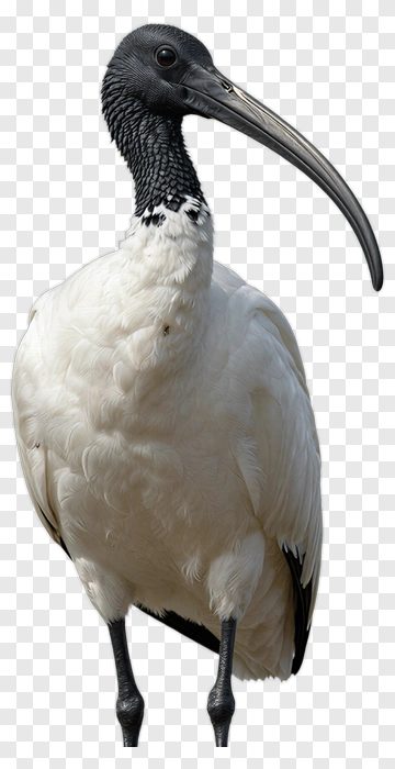 White Ibis With Black Head And Long Beak PNG