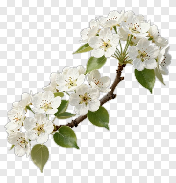 White Flowering Branch PNG