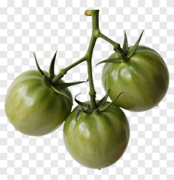 Green Tomatoes On A Vine PNG