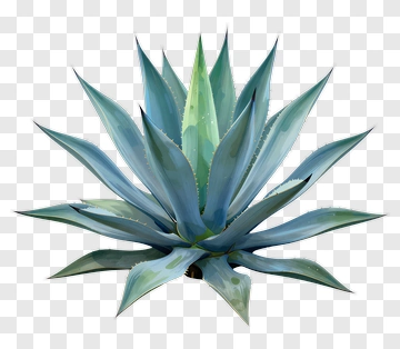 Agave Plant PNG