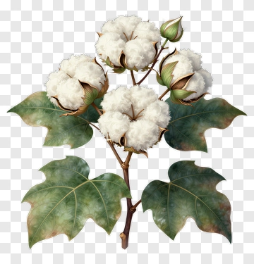 Cotton Plant With White Bolls And Green Leaves PNG