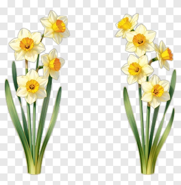 Daffodil Flowers With Yellow Blooms PNG