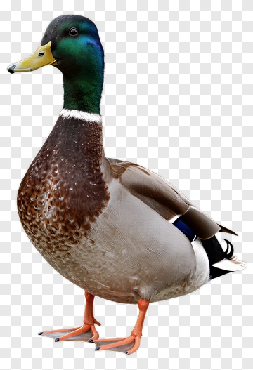 Mallard Duck Standing PNG