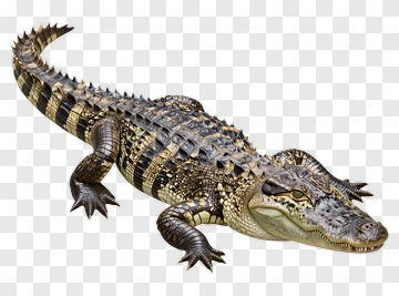 Realistic Alligator On A Transparent Background PNG