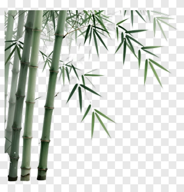 Bamboo Stalks With Green Leaves PNG
