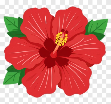 Red Hibiscus Flower PNG