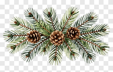Pine Branch With Cones PNG