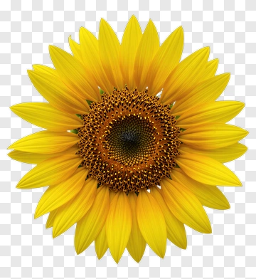 Sunflower PNG
