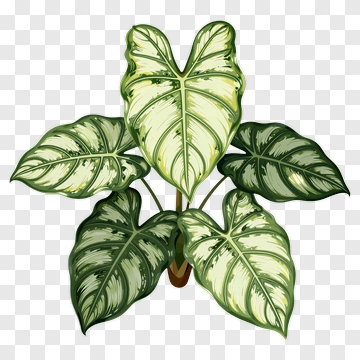 Colorful Philodendron Plant PNG