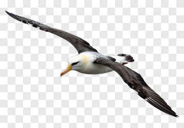 Albatross In Flight PNG
