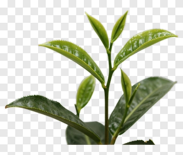Green Tea Plant With Fresh Leaves PNG