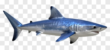 3D Shark Swimming PNG