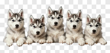 Group Of Five Siberian Huskies PNG