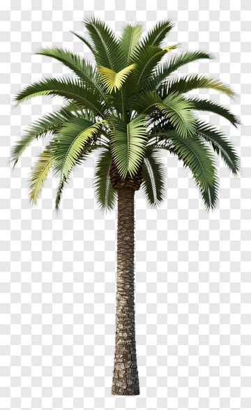 Palm Tree PNG
