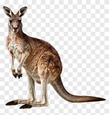 Kangaroo Standing In A Natural Pose PNG