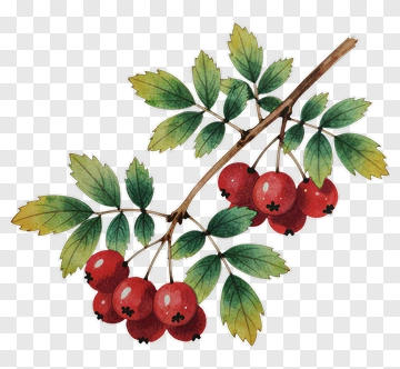Branch Of Red Berries With Green Leaves PNG
