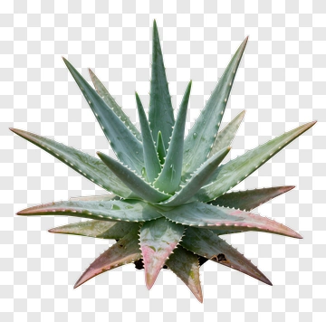 Aloe Vera Plant PNG