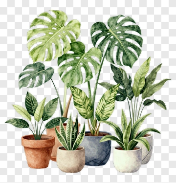 Collection Of Potted Indoor Plants PNG