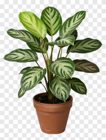 Potted Calathea Plant PNG