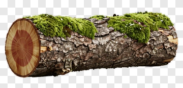 Log With Green Moss PNG