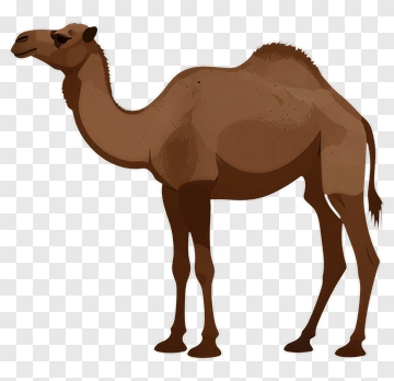 Camel PNG