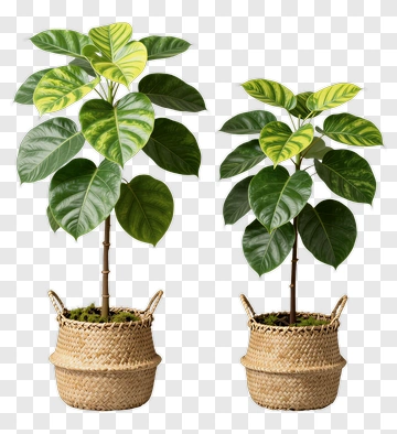 Potted Ficus Plant In Woven Basket PNG