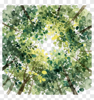 Watercolor Forest Canopy PNG