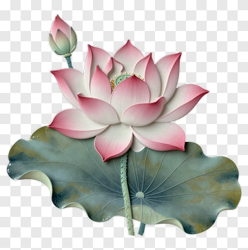 Colorful Lotus Flower With Bud PNG
