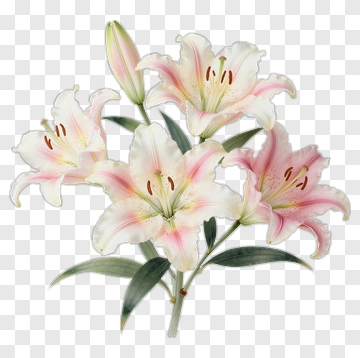 Pink And White Lily Bouquet PNG