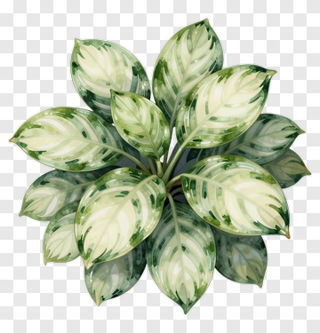 Colorful Houseplant With Green And White Leaves PNG