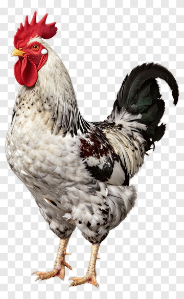 Realistic Rooster Standing Proudly PNG