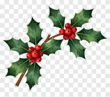Holly Branch With Red Berries PNG