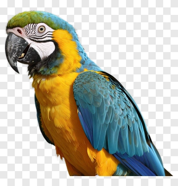 Colorful Macaw Parrot PNG