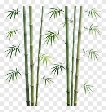 Bamboo Stalks With Leaves PNG