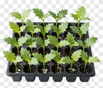 Oak Seedlings In A Plant Tray PNG