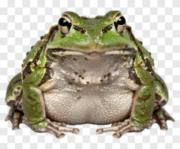 Close-Up Of A Green Frog PNG