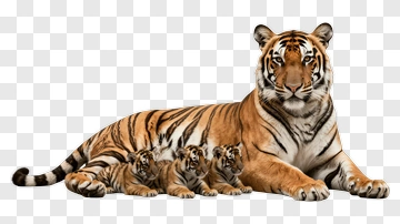 Tiger Family With Cubs PNG