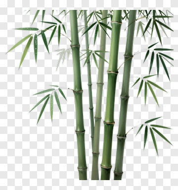 Bamboo Stalks With Green Leaves PNG