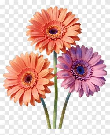 Colorful Gerbera Daisies PNG