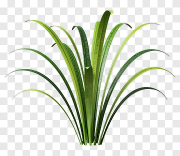 Green Grass Plant PNG