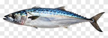 Mackerel Fish PNG