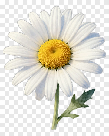 White Daisy Flower PNG