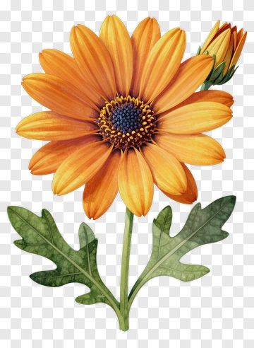 Orange Flower With Green Leaves PNG