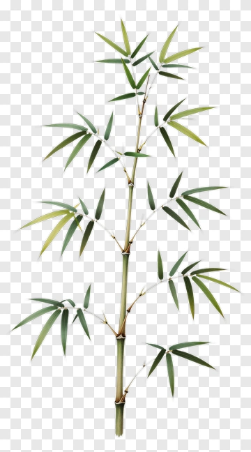 Bamboo Plant PNG