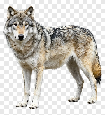 Gray Wolf Standing In A Natural Pose PNG