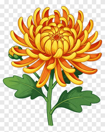 Colorful Chrysanthemum Flower PNG
