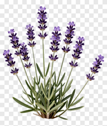 Lavender Plant With Purple Flowers PNG