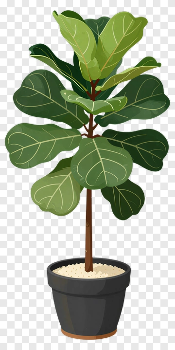 Fiddle Leaf Fig Plant In Pot PNG